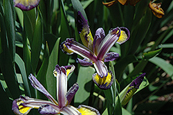 Respectable Iris (Iris 'Respectable') at A Very Successful Garden Center