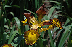 Lucky Devil Iris (Iris 'Lucky Devil') at A Very Successful Garden Center