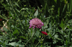 Melton Pastels Scabious (Knautia macedonica 'Melton Pastels') at A Very Successful Garden Center