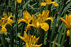 Missouri Orange Iris (Iris 'Missouri Orange') at Stonegate Gardens