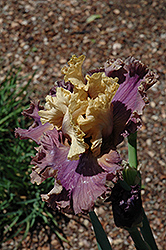 Air Of Mystery Iris (Iris 'Air Of Mystery') at A Very Successful Garden Center