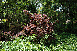 Ruby Ridge Japanese Maple (Acer palmatum 'Ruby Ridge') at Lakeshore Garden Centres