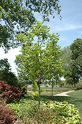 Choctaw Pecan (Carya illinoinensis 'Choctaw') at Stonegate Gardens