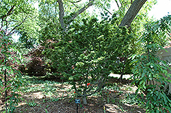 Ojishi Japanese Maple (Acer palmatum 'Ojishi') at A Very Successful Garden Center