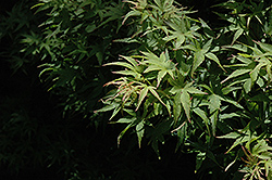 Akita Yatsubusa Japanese Maple (Acer palmatum 'Akita Yatsubusa') at Stonegate Gardens