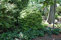 Akita Yatsubusa Japanese Maple (Acer palmatum 'Akita Yatsubusa') at Stonegate Gardens