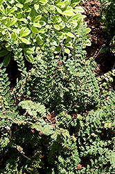 Wavy Cloak Fern (Cheilanthes sinuata) at Stonegate Gardens