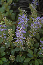 Mint Chip Bugleweed (Ajuga 'Mint Chip') at A Very Successful Garden Center