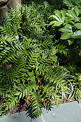 Rochfordianum Japanese Holly Fern (Cyrtomium falcatum 'Rochfordianum') at A Very Successful Garden Center