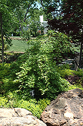 Ryu Sei Japanese Maple (Acer palmatum 'Ryu Sei') at Stonegate Gardens