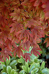 Adrians Compact Japanese Maple (Acer palmatum 'Adrian's Compact') at Stonegate Gardens