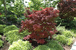 Adrians Compact Japanese Maple (Acer palmatum 'Adrian's Compact') at Lakeshore Garden Centres