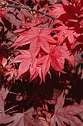 Okagami Japanese Maple (Acer palmatum 'Okagami') at Lakeshore Garden Centres