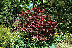 Okagami Japanese Maple (Acer palmatum 'Okagami') at A Very Successful Garden Center