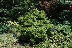 Sharp's Pygmy Japanese Maple (Acer palmatum 'Sharp's Pygmy') at A Very Successful Garden Center