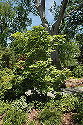 Rising Sun Fullmoon Maple (Acer japonicum 'Rising Sun') at Stonegate Gardens