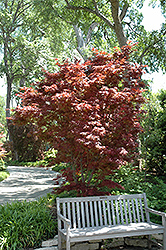 Pixie Japanese Maple (Acer palmatum 'Pixie') at Lakeshore Garden Centres