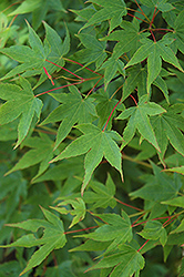 Yuri Hime Japanese Maple (Acer palmatum 'Yuri Hime') at A Very Successful Garden Center