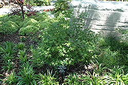 Yuri Hime Japanese Maple (Acer palmatum 'Yuri Hime') at Lakeshore Garden Centres