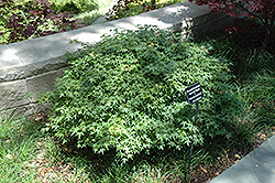 Murasaki Kiyohime Japanese Maple (Acer palmatum 'Murasaki Kiyohime') at Stonegate Gardens