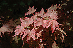 Ruslyn In The Pink Japanese Maple (Acer palmatum 'Ruslyn In The Pink') at Lakeshore Garden Centres