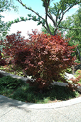 Ruslyn In The Pink Japanese Maple (Acer palmatum 'Ruslyn In The Pink') at A Very Successful Garden Center