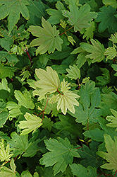 W.B. Hoyt Vine Maple (Acer circinatum 'W.B. Hoyt') at A Very Successful Garden Center