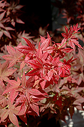 Ruby Stars Japanese Maple (Acer palmatum 'Ruby Stars') at A Very Successful Garden Center