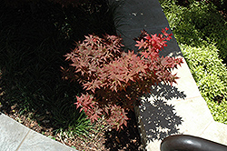 Ruby Stars Japanese Maple (Acer palmatum 'Ruby Stars') at Stonegate Gardens