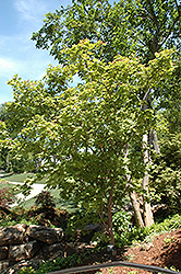 Otake Japanese Maple (Acer palmatum 'Otake') at A Very Successful Garden Center