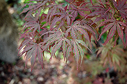 Mikazuki Japanese Maple (Acer palmatum 'Mikazuki') at A Very Successful Garden Center
