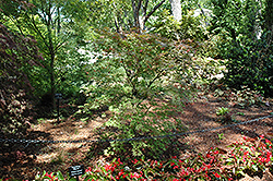 Grandma Ghost Japanese Maple (Acer palmatum 'Grandma Ghost') at A Very Successful Garden Center