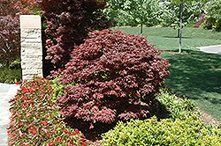 Rhode Island Red Japanese Maple (Acer palmatum 'Rhode Island Red') at Stonegate Gardens