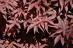 Rhode Island Red Japanese Maple (Acer palmatum 'Rhode Island Red') at Stonegate Gardens
