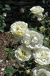 April Moon Rose (Rosa 'April Moon') at Stonegate Gardens