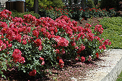 Cinco de Mayo Rose (Rosa 'Cinco de Mayo') at A Very Successful Garden Center
