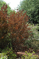 Cherry Dazzle Crapemyrtle (Lagerstroemia indica 'Gamad 1') at A Very Successful Garden Center