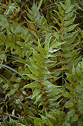 Beech Fern (Thelypteris decursive-pinnata) at A Very Successful Garden Center