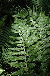 Dixie Wood Fern (Dryopteris x australis) at A Very Successful Garden Center