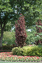 Oakville Crimson Spire Plum (Prunus cerasifera 'Oakville Crimson Spire') at Lakeshore Garden Centres