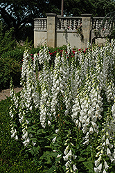 White Foxglove (Digitalis purpurea 'Alba') at A Very Successful Garden Center