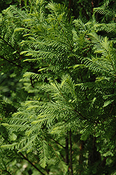 Lindsey's Skyward Bald Cypress (Taxodium distichum 'Skyward') at Lakeshore Garden Centres