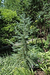 Electra Blue Deodar Cedar (Cedrus deodara 'Electra Blue') at Stonegate Gardens