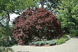 Burgundy Lace Japanese Maple (Acer palmatum 'Burgundy Lace') at A Very Successful Garden Center