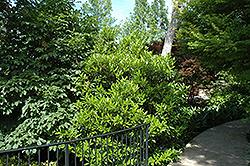 Chindo Sweet Viburnum (Viburnum awabuki 'Chindo') at A Very Successful Garden Center