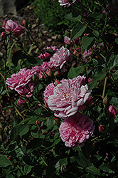 Caldwell Pink Rose (Rosa 'Caldwell Pink') at Stonegate Gardens