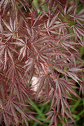 Sherwood Elfin Japanese Maple (Acer palmatum 'Sherwood Elfin') at A Very Successful Garden Center