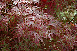 Aratama Japanese Maple (Acer palmatum 'Aratama') at A Very Successful Garden Center