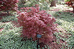 Aratama Japanese Maple (Acer palmatum 'Aratama') at Lakeshore Garden Centres