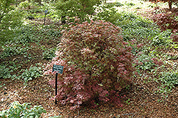Kandy Kitchen Japanese Maple (Acer palmatum 'Kandy Kitchen') at A Very Successful Garden Center